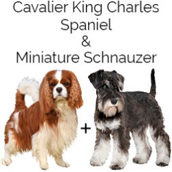 Miniature King Schnauzer Dog